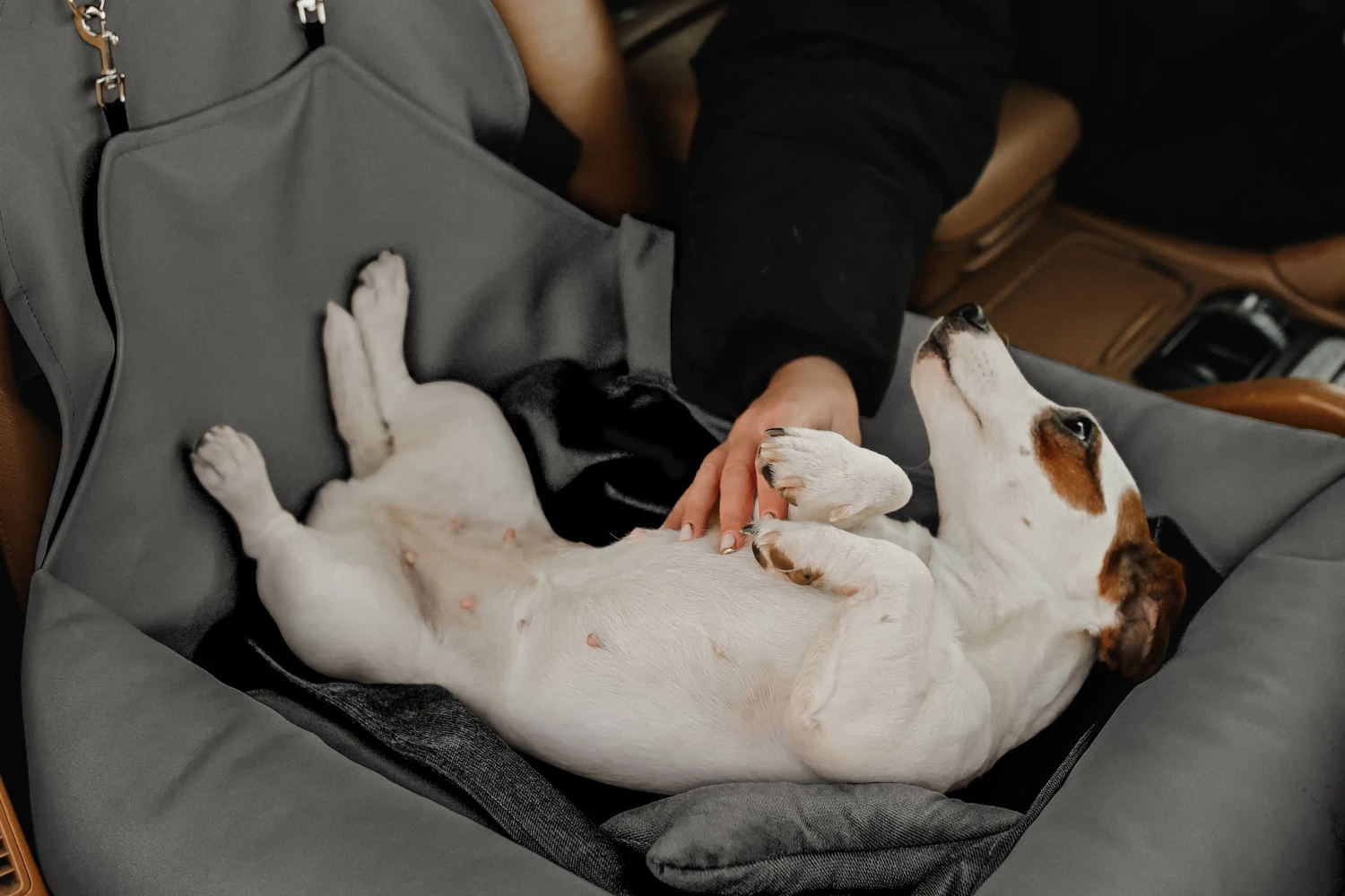 Tesla Model Y Dog Car Seat for Basenjis