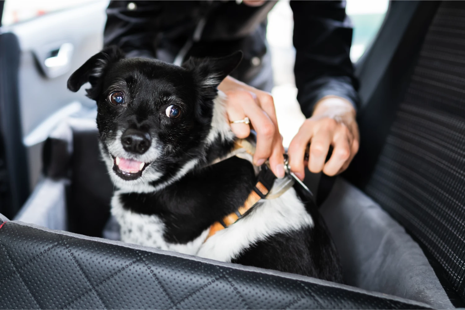 English Cocker Spaniels  Dog Safety Belt for Ford Escape